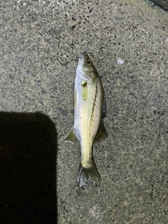 セイゴ（マルスズキ）の釣果