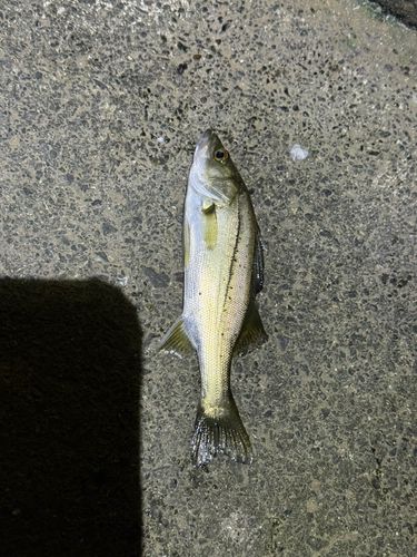 セイゴ（マルスズキ）の釣果
