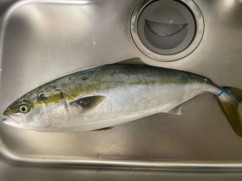 ハマチの釣果
