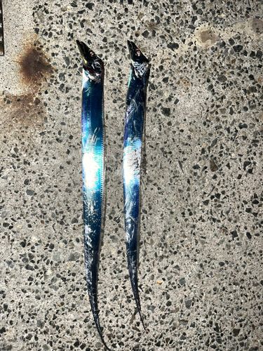 タチウオの釣果