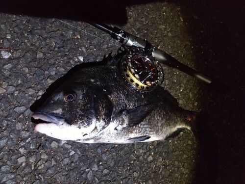 クロダイの釣果