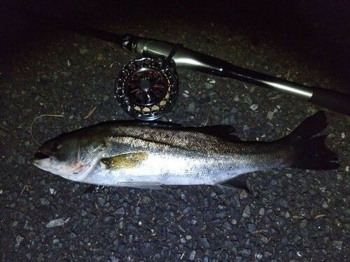 フッコ（マルスズキ）の釣果