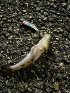 ウロハゼの釣果