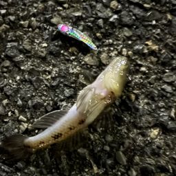 ウロハゼ