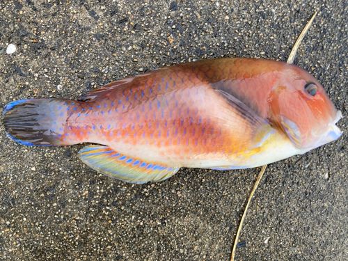 イラの釣果