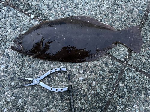 ヒラメの釣果