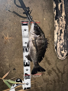 チヌの釣果