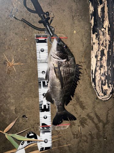 チヌの釣果
