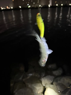 ボラの釣果