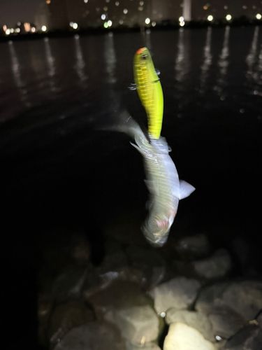 ボラの釣果