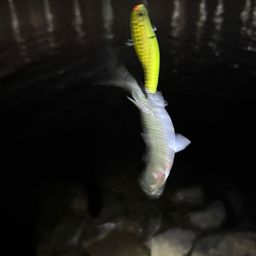 ボラ