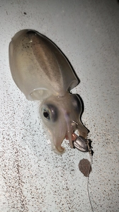 イカの釣果
