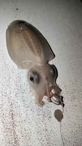 イカの釣果