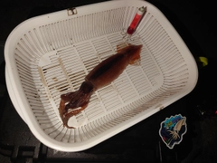 イカの釣果