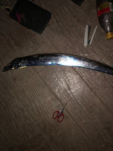 タチウオの釣果