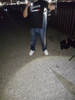 タチウオの釣果
