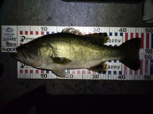 ブラックバスの釣果