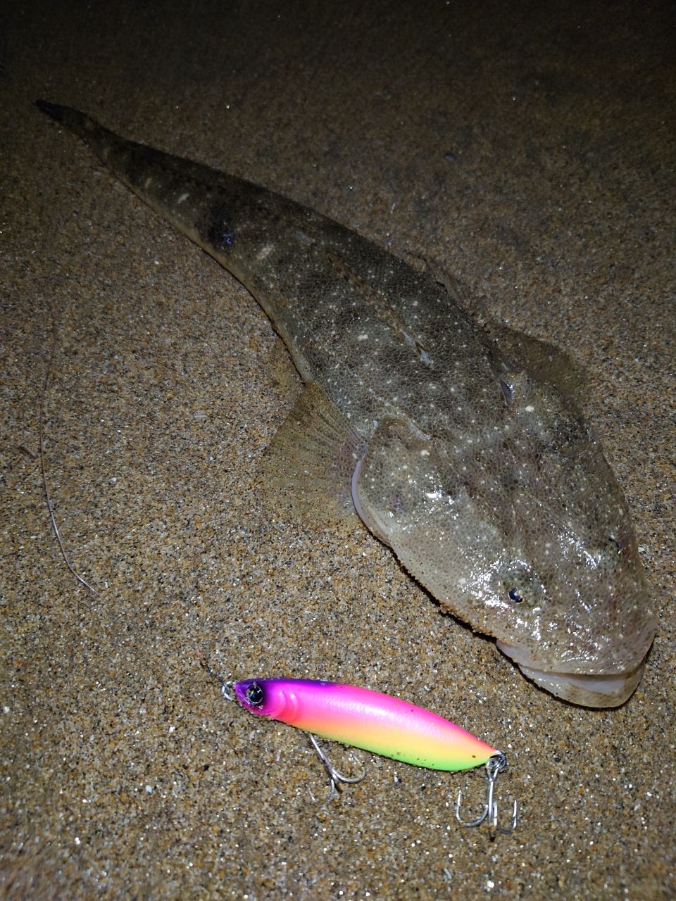 マゴチ