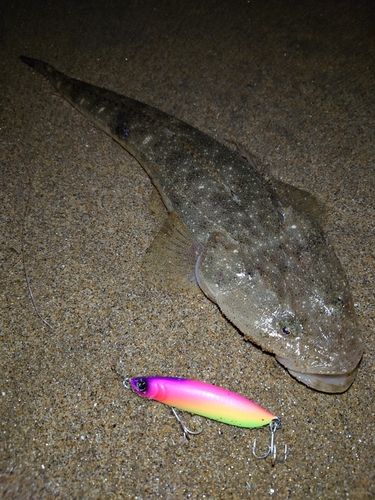 マゴチの釣果