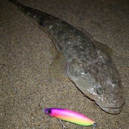 マゴチ