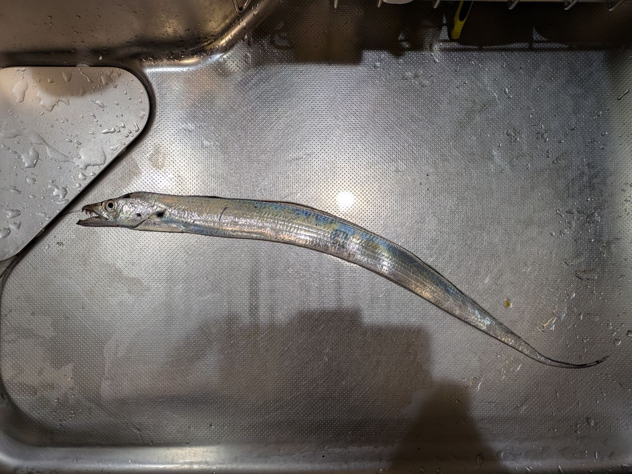 タチウオ