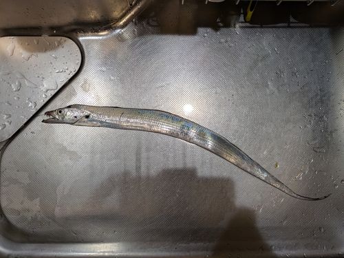 タチウオの釣果