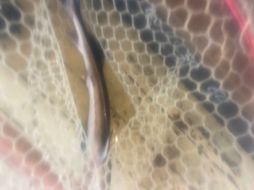 チョウザメの釣果