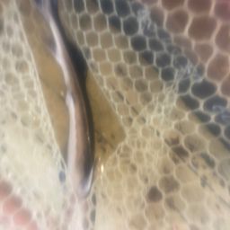 チョウザメ