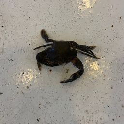 イシガニ
