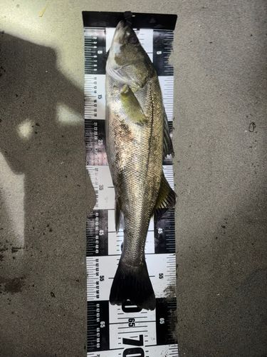シーバスの釣果