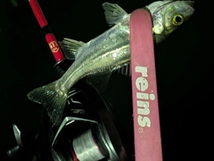 セイゴ（マルスズキ）の釣果
