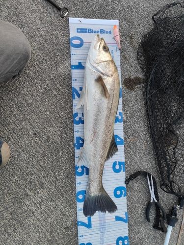 シーバスの釣果
