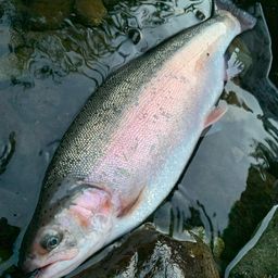 レインボートラウト