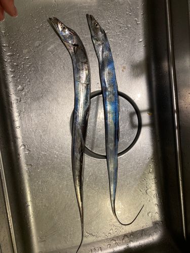 タチウオの釣果