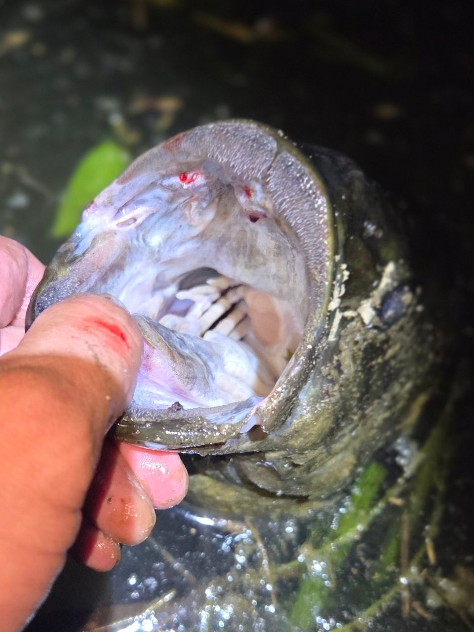 スモールマウスバス