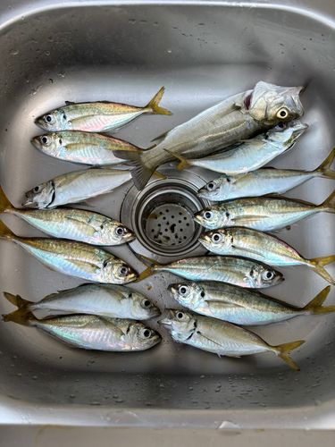 アジの釣果