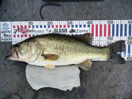 ブラックバスの釣果