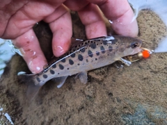 ヤマメの釣果