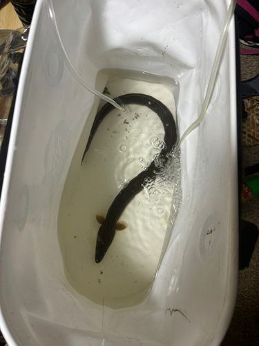 ウナギの釣果