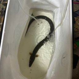 ウナギ