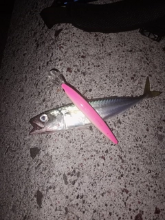 マサバの釣果