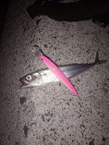 マサバの釣果