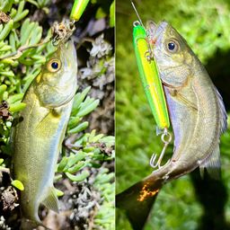 セイゴ（マルスズキ）