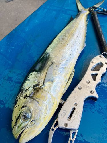 シイラの釣果