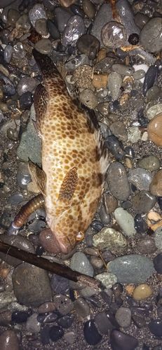 ショゴの釣果