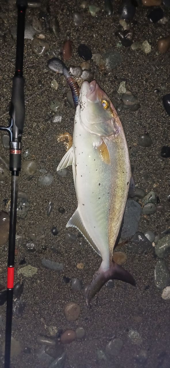 ショゴ