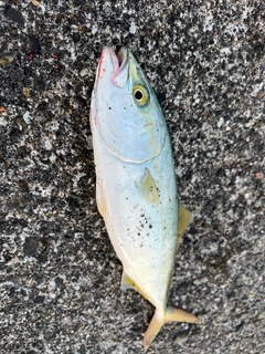 フクラギの釣果