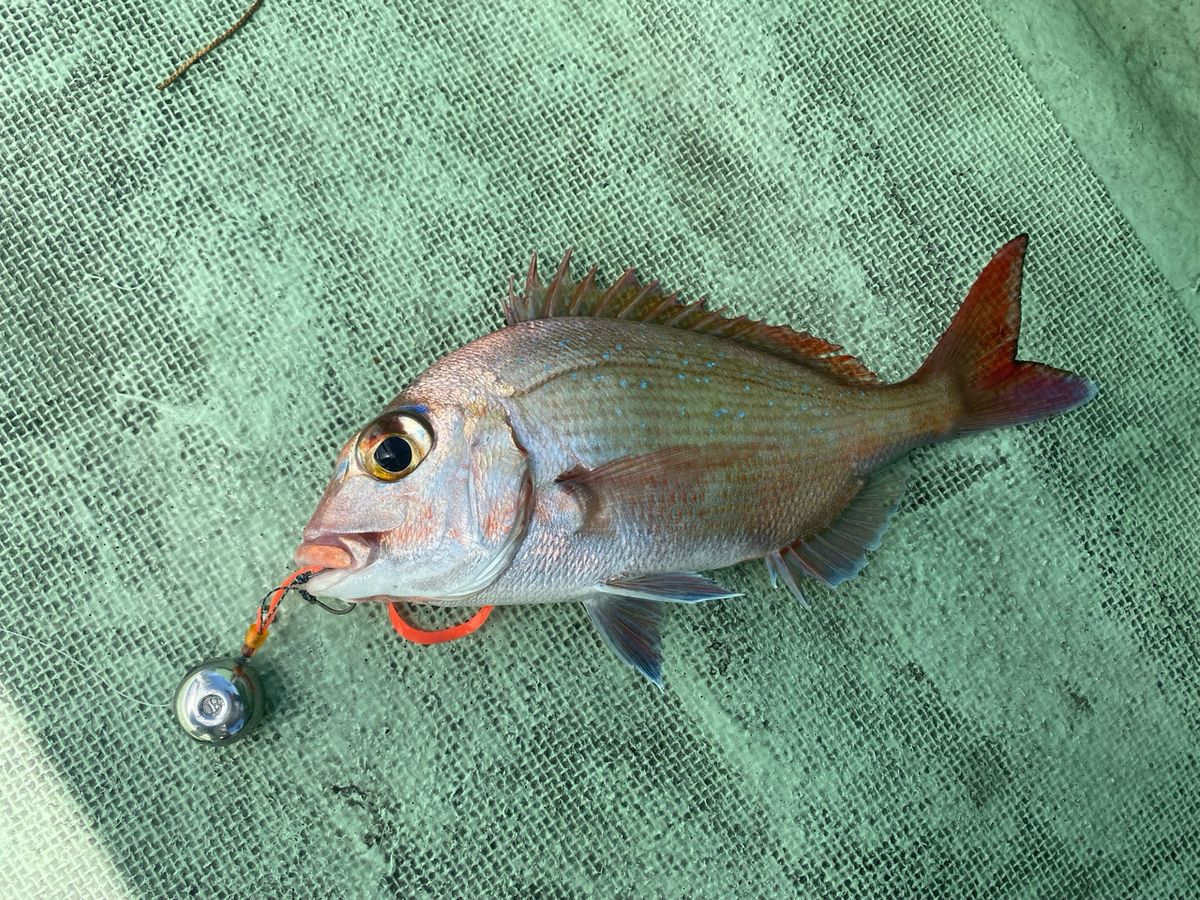 ちぬだんごさんの釣果 1枚目の画像