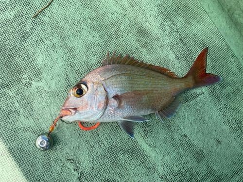 チャリコの釣果