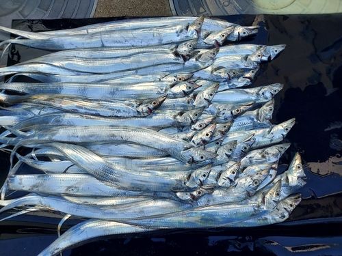 タチウオの釣果